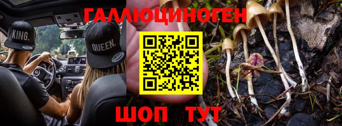 Гусев  где продают   Вход с VPN  Галлюциногенные грибы Psilocybe 